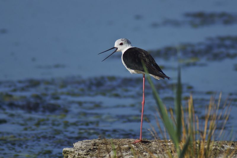 Le Parc Naturel de S’Albufera