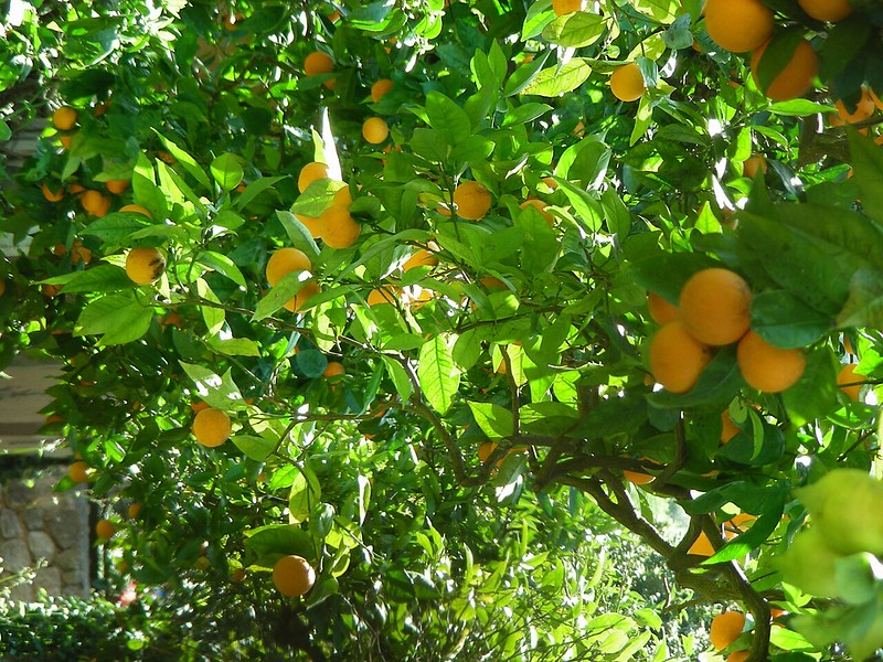 Oranges Soller